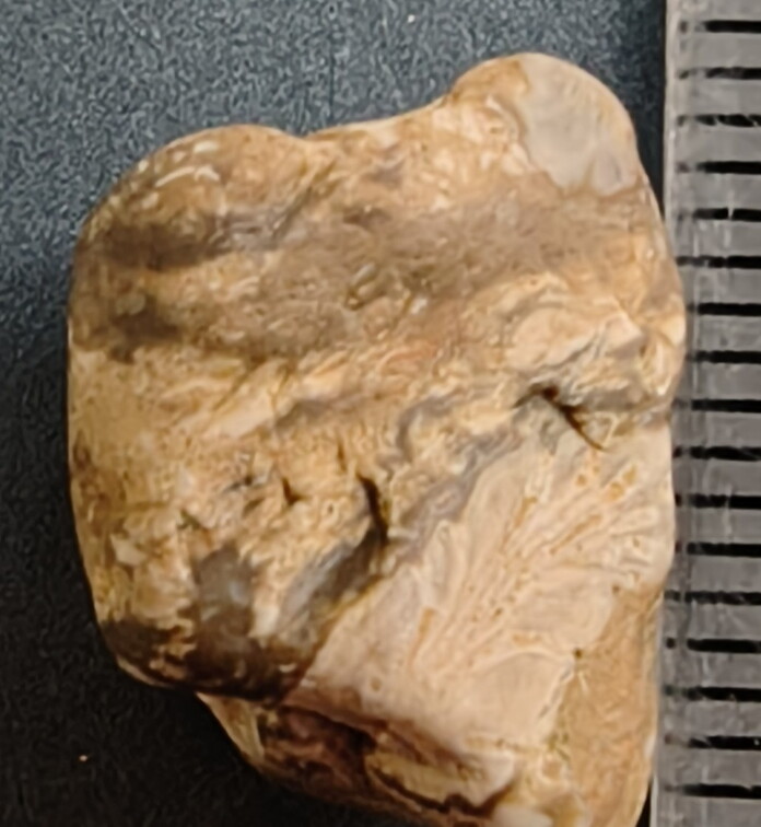 SRL31 Trepostome Bryozoan