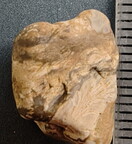 SRL31 Trepostome Bryozoan