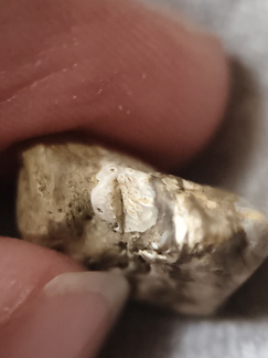 SRL31 Trepostome Bryozoan