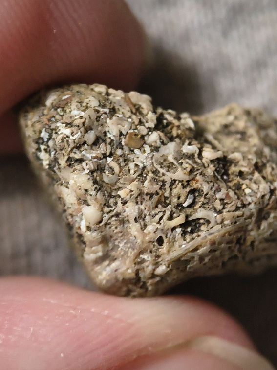 SRL32 Crinoidal Packstone