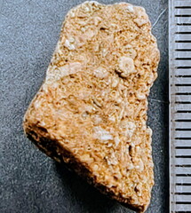 SRL32 Crinoidal Packstone