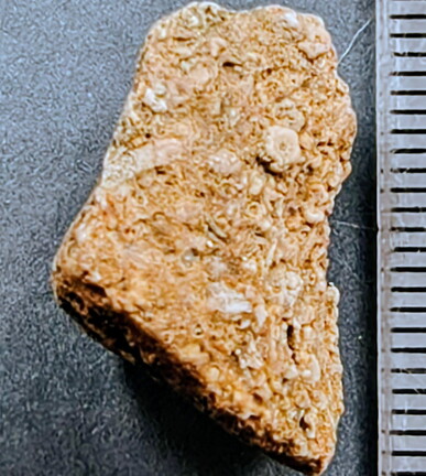 SRL32 Crinoidal Packstone