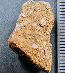 SRL32 Crinoidal Packstone