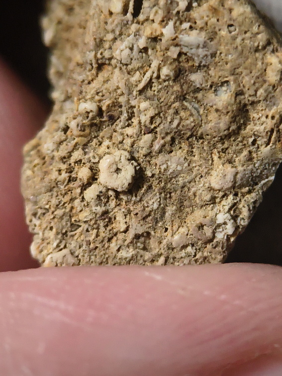 SRL32 Crinoidal Packstone