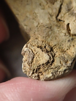 SRL33 Bryzoan Assemblage