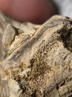 SRL33 Bryzoan Assemblage