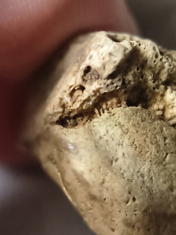 SRL33 Bryzoan Assemblage