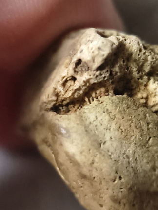 SRL33 Bryzoan Assemblage