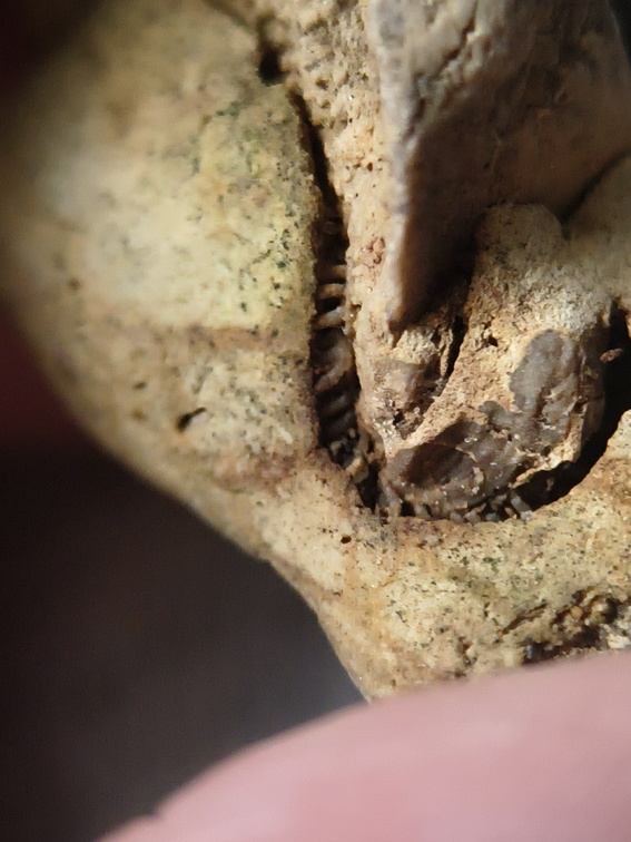 SRL33 Bryzoan Assemblage