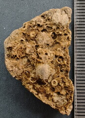 SRL34 Trepostome Bryozoan Colony  with Crinoid Columnals