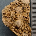 SRL34 Trepostome Bryozoan Colony  with Crinoid Columnals