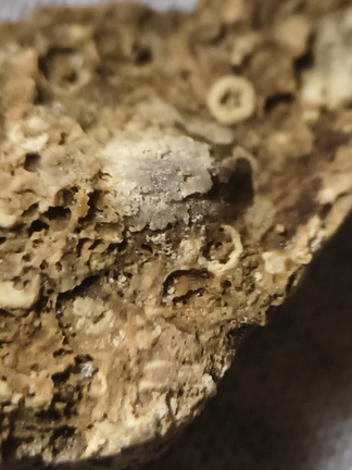 SRL34 Trepostome Bryozoan Colony  with Crinoid Columnals