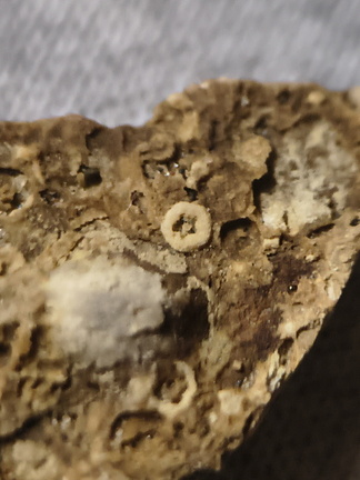 SRL34 Trepostome Bryozoan Colony  with Crinoid Columnals