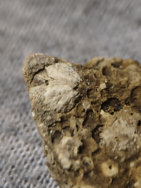 SRL34 Trepostome Bryozoan Colony  with Crinoid Columnals