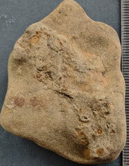 SRL35 Crinoid Imprints