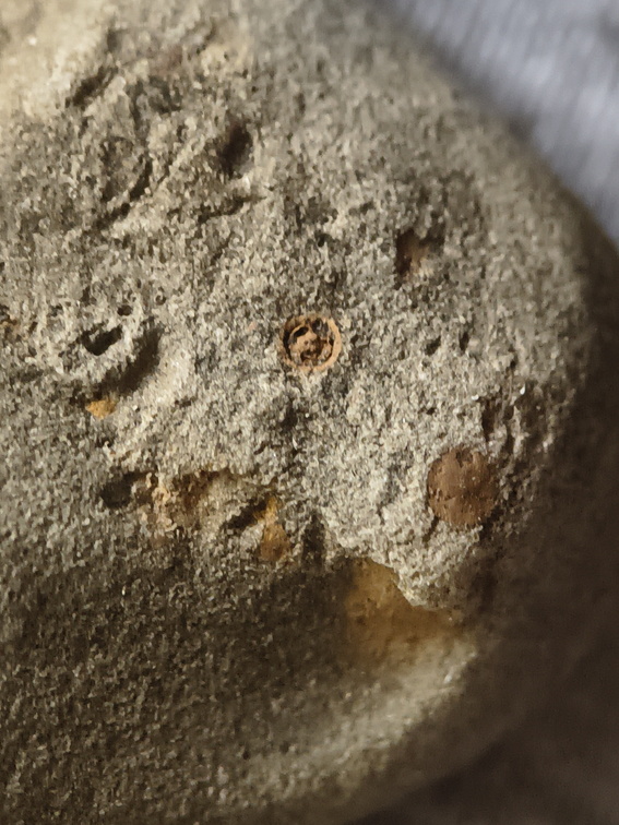 SRL35 Crinoid Imprints