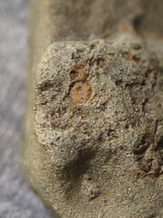 SRL35 Crinoid Imprints