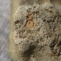SRL35 Crinoid Imprints