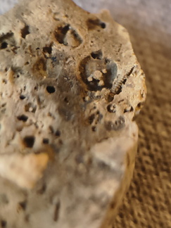 SRL36 Tentaculite and Crinoid Imprints