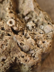 SRL37 Trilobite Fragment Encrinurus sp.,  Brachiopod Shell Fragments, & Crinoid Columnals