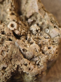SRL37 Trilobite Fragment Encrinurus sp.,  Brachiopod Shell Fragments, & Crinoid Columnals
