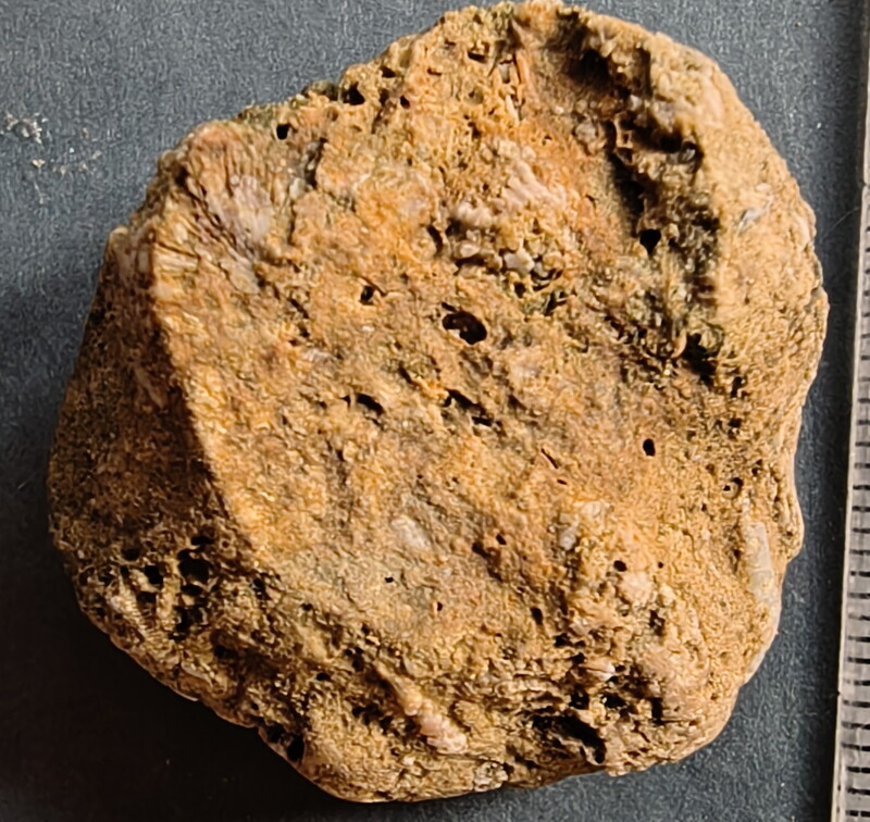 SRL37 Trilobite Fragment Encrinurus sp.,  Brachiopod Shell Fragments, & Crinoid Columnals