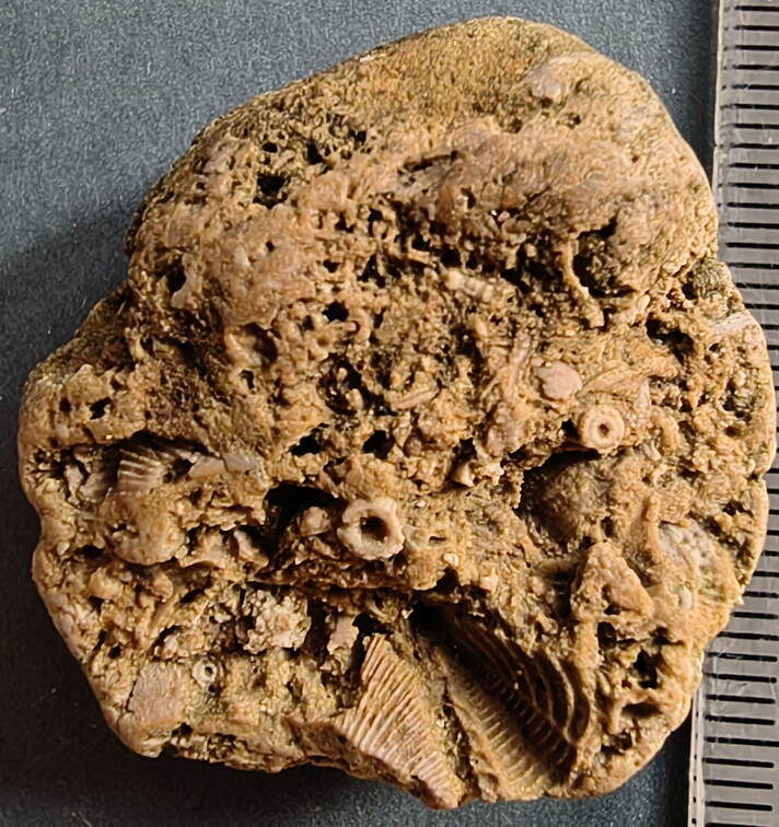 SRL37 Trilobite Fragment Encrinurus sp.,  Brachiopod Shell Fragments, & Crinoid Columnals