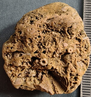 SRL37 Trilobite Fragment Encrinurus sp.,  Brachiopod Shell Fragments, & Crinoid Columnals