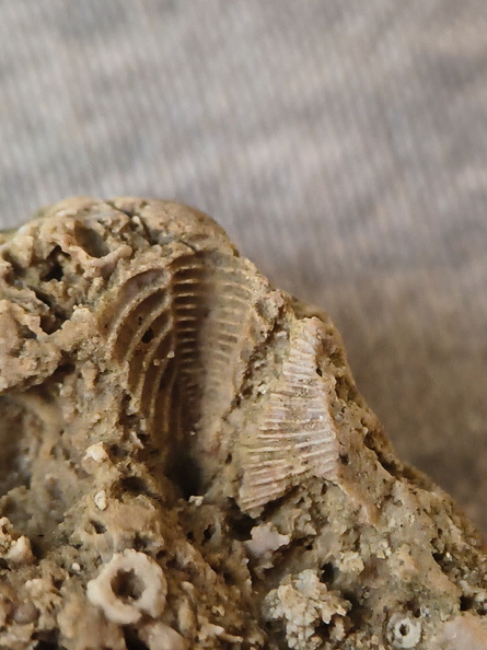 SRL37 Trilobite Fragment Encrinurus sp.,  Brachiopod Shell Fragments, & Crinoid Columnals