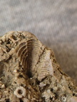 SRL37 Trilobite Fragment Encrinurus sp.,  Brachiopod Shell Fragments, & Crinoid Columnals