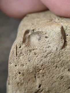 SRL38 Crinoid and Brachiopod Fragments