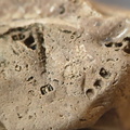 SRL38 Crinoid and Brachiopod Fragments