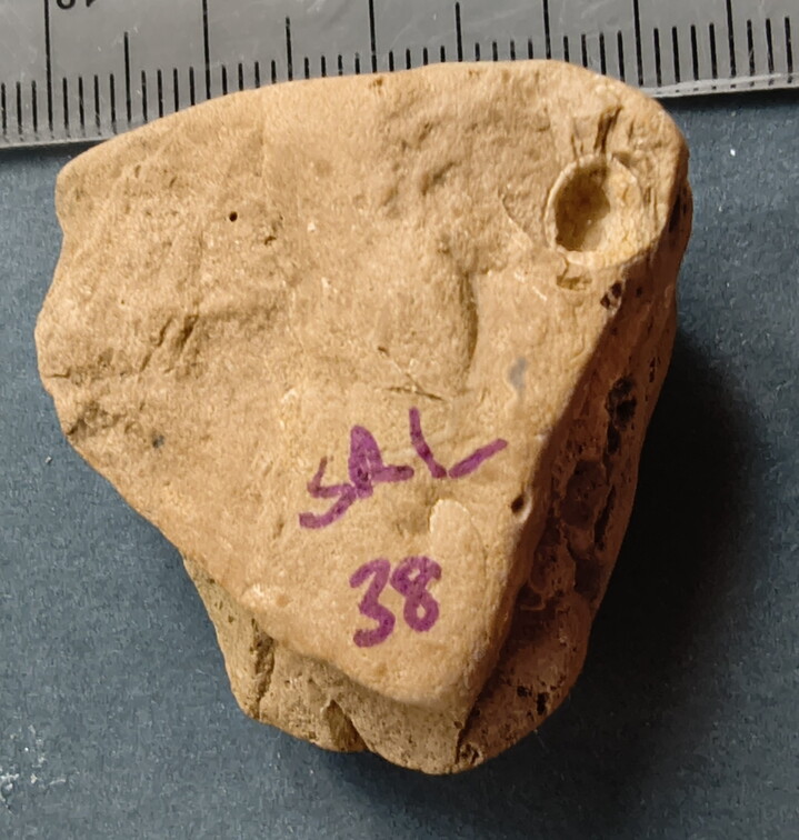 SRL38 Crinoid and Brachiopod Fragments