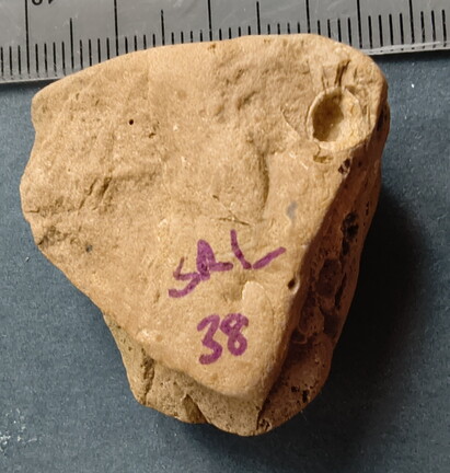 SRL38 Crinoid and Brachiopod Fragments
