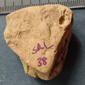 SRL38 Crinoid and Brachiopod Fragments