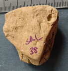SRL38 Crinoid and Brachiopod Fragments