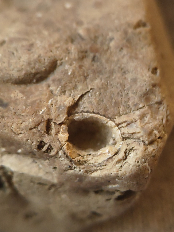 SRL38 Crinoid and Brachiopod Fragments