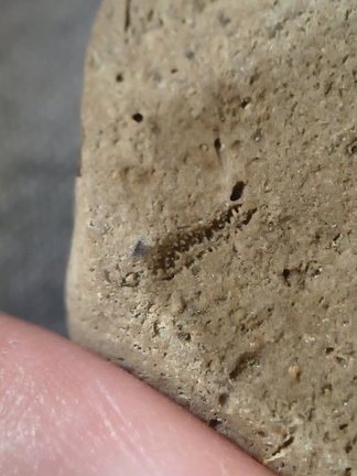 SRL38 Crinoid and Brachiopod Fragments