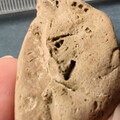 SRL38 Crinoid and Brachiopod Fragments