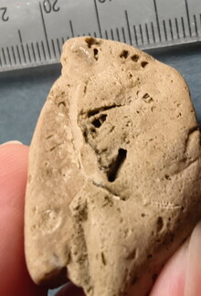 SRL38 Crinoid and Brachiopod Fragments