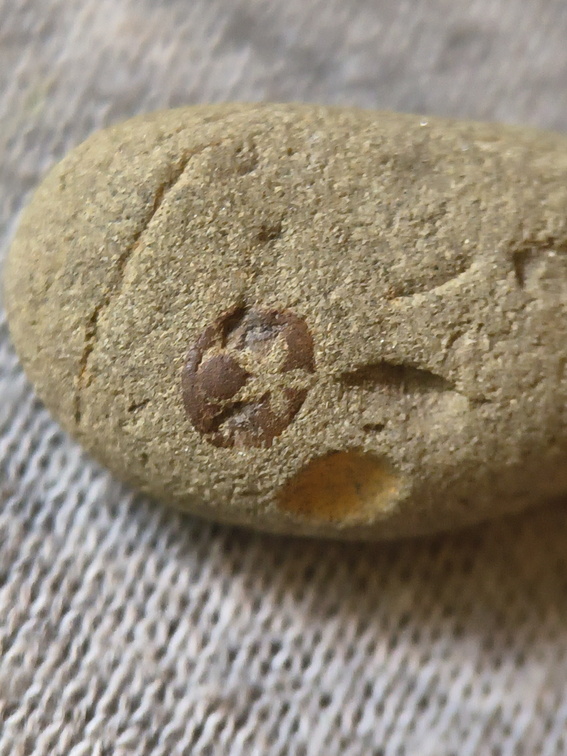 SRL41 Crinoid Imprint