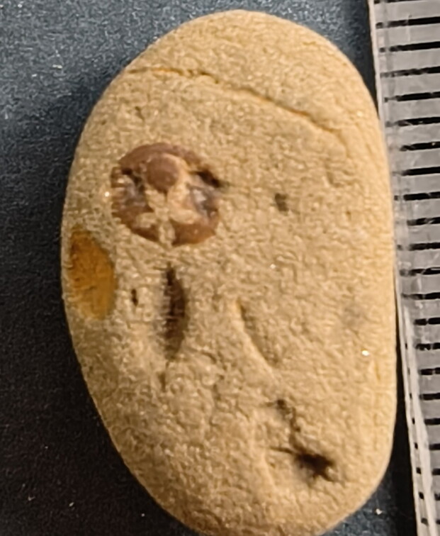 SRL41 Crinoid Imprint