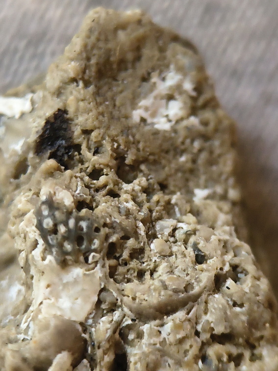 SRL42 Bryozoan (Fenestrate, Cystoporate) and Brachiopod 