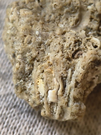 SRL42 Bryozoan (Fenestrate, Cystoporate) and Brachiopod 