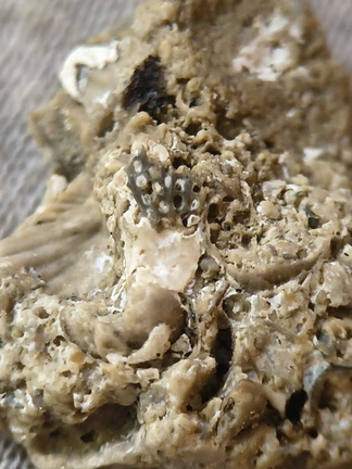 SRL42 Bryozoan (Fenestrate, Cystoporate) and Brachiopod 