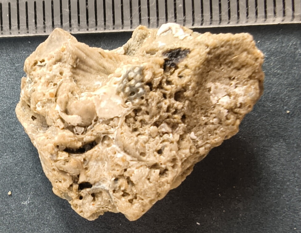 SRL42 Bryozoan (Fenestrate, Cystoporate) and Brachiopod 