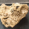 SRL42 Bryozoan (Fenestrate, Cystoporate) and Brachiopod 