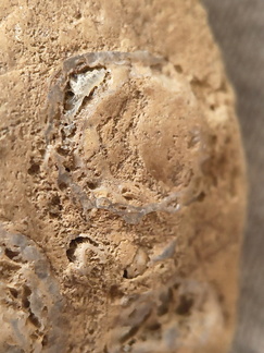 SRL45 Brachiopod Fragments