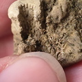 SRL49 Crinoid Piece