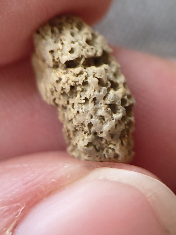 SRL51 Cladopora Piece (tabulate Coral)